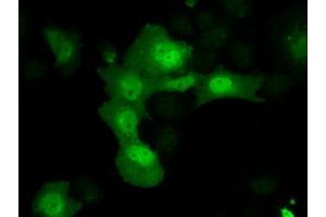 Immunofluorescence (IF) image for anti-Aldo-Keto Reductase Family 1, Member A1 (Aldehyde Reductase) (AKR1A1) antibody (ABIN1496539) (AKR1A1 抗体)