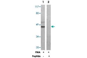 Western blot analysis of extracts from HeLa cells, treated with PMA (125 ng/mL, 30 mins), using C5AR1 polyclonal antibody . (C5AR1 抗体)