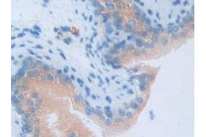 Detection of LCN5 in Mouse Vas Deferens Tissue using Polyclonal Antibody to Lipocalin 5 (LCN5)