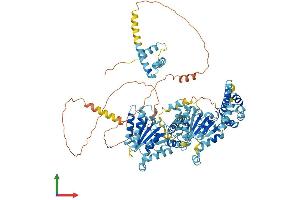 AlphaFold protein structure predicition of Mouse Recombinant Nvl Protein, UniprotID Q9DBY8