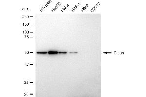 Western blotting analysis using C-Jun antibody (ABIN7799150). (C-JUN 抗体)