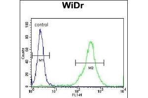 FB Antibody (N-term) (ABIN390878 and ABIN2841092) flow cytometric analysis of WiDr cells (right histogram) compared to a negative control cell (left histogram). (FAM3B 抗体  (N-Term))