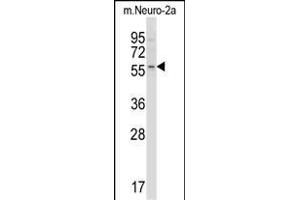 Mouse Acvr2b Antibody (Center) (ABIN657829 and ABIN2846796) western blot analysis in mouse Neuro-2a cell line lysates (35 μg/lane). (ACVR2B 抗体  (AA 148-176))