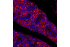 Immunofluorescence analysis of paraffin embedded mouse embryonic mouse using PLXNC1 (ABIN7075109) at dilution of 1: 650 (Plexin C1 抗体)