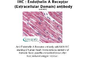 Image no. 1 for anti-Endothelin Receptor Type A (EDNRA) (3rd Extracellular Domain) antibody (ABIN1734023) (Endothelin-1 Receptor 抗体  (3rd Extracellular Domain))