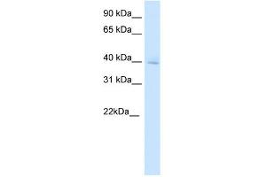 WB Suggested Anti-DMBX1 Antibody Titration:  0. (DMBX1 抗体  (Middle Region))
