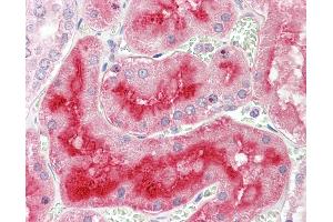Anti-ALPL / Alkaline Phosphatase antibody IHC staining of human kidney. (ALPL 抗体  (AA 18-502))