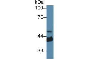 Western Blot; Sample: Mouse Serum; Primary Ab: 1µg/ml Rabbit Anti-Mouse Hpt Antibody Second Ab: 0. (Haptoglobin 抗体  (AA 70-332))