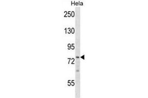 BRF1 Antibody (Center) western blot analysis in Hela cell line lysates (35µg/lane). (BRF1 抗体  (Middle Region))