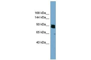 KIAA0317 antibody used at 1 ug/ml to detect target protein. (AREL1 抗体  (N-Term))