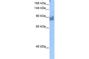 WB Suggested Anti-NELL2 Antibody Titration:  5. (NELL2 抗体  (N-Term))