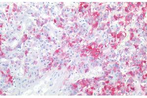 Immunohistochemistry staining of human adrenal gland (paraffin-embedded sections) with anti-CD57 (TB01), 10 μg/mL. (CD57 抗体)