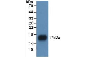 Western blot analysis of recombinant Human APOA1. (APOA1 抗体  (AA 122-267))