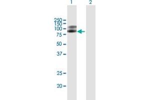 Western Blot analysis of NTRK2 expression in transfected 293T cell line by NTRK2 MaxPab polyclonal antibody. (TRKB 抗体  (AA 1-477))