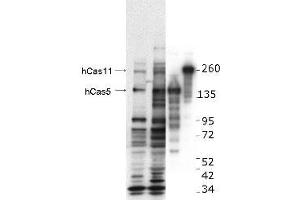 Image no. 1 for anti-Castor Zinc Finger 1 (CASZ1) (Internal Region) antibody (ABIN1100437) (CASZ1 抗体  (Internal Region))