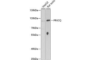 Western blot analysis of extracts of various cell lines, using PRKCQ Antibody (ABIN6128466, ABIN6146208, ABIN6146209 and ABIN6221529) at 1:1000 dilution. (PKC theta 抗体  (AA 1-230))