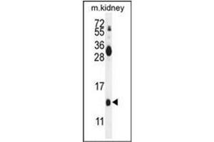 Western blot analysis of Midkine Antibody (C-term) in mouse kidney tissue lysates (35ug/lane). (Midkine 抗体  (C-Term))