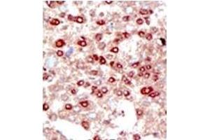 Image no. 3 for anti-Small Ubiquitin Related Modifier 3 (SUMO3) (C-Term) antibody (ABIN356741) (SUMO3 抗体  (C-Term))