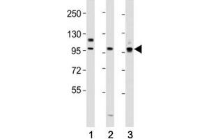 PROX1 抗体  (AA 492-520)