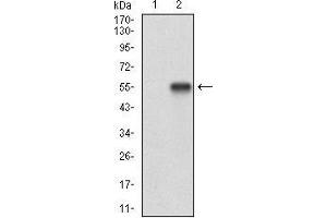 Western blot analysis using RANGAP1 mAb against HEK293 (1) and RANGAP1 (AA: 359-587)-hIgGFc transfected HEK293 (2) cell lysate. (RANGAP1 抗体  (AA 359-587))