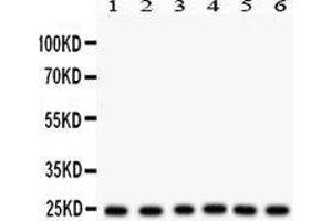 Western Blotting (WB) image for anti-Transcription Factor A, Mitochondrial (TFAM) (AA 214-241), (N-Term) antibody (ABIN3043945) (TFAM 抗体  (N-Term))