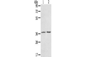 Western Blotting (WB) image for anti-PDZ and LIM Domain 4 (PDLIM4) antibody (ABIN2430741) (PDLIM4 抗体)
