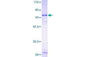 SERPINA5 Protein (AA 17-406) (GST tag)