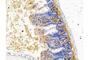 ABIN7095806 and ABIN7099868 at 1/100 staining mouse colorectal tissue by IHC-P. (SMOC2 抗体)