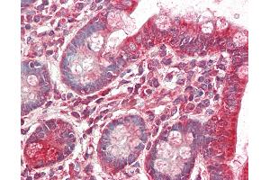 Anti-MRPL9 antibody IHC staining of human small intestine. (MRPL9 抗体  (HRP))