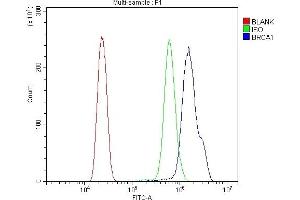 Flow Cytometry analysis of HL-60 cells using anti-BRCA1 antibody (ABIN7600079).