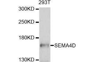 Western blot analysis of extracts of 293T cells, using SEMA4D antibody (ABIN4905113) at 1:1000 dilution. (SEMA4D/CD100 抗体)