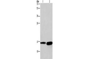 Gel: 12 % SDS-PAGE, Lysate: 40 μg, Lane 1-2: Mouse heart tissue, human hepatocellular carcinoma tissue, Primary antibody: ABIN7129699(HINT2 Antibody) at dilution 1/300, Secondary antibody: Goat anti rabbit IgG at 1/8000 dilution, Exposure time: 20 seconds (HINT2 抗体)