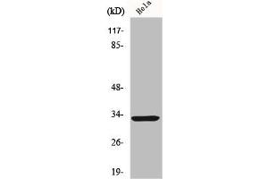 FOXR1 抗体  (C-Term)