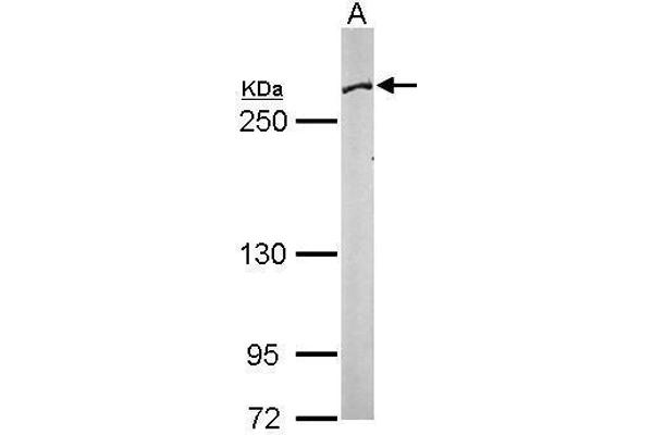 Fatty Acid Synthase 抗体  (N-Term)