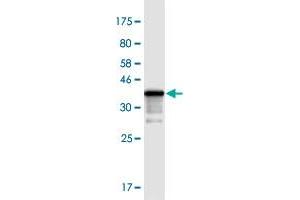 Western Blot detection against Immunogen (38. (TIAF1 抗体  (AA 1-115))