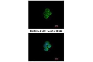 ICC/IF Image Immunofluorescence analysis of methanol-fixed A431, using Siglec 7, antibody at 1:200 dilution. (SIGLEC7 抗体)