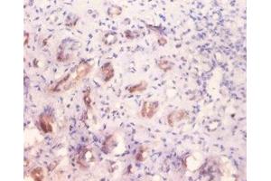 Immunohistochemistry of paraffin embedded human kidney tissue using ABIN7143879 at dilution of 1:100 (GLA 抗体  (AA 32-429))