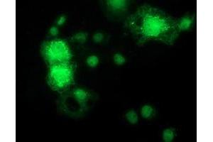 Anti-MAPK7 mouse monoclonal antibody (ABIN2454064) immunofluorescent staining of COS7 cells transiently transfected by pCMV6-ENTRY MAPK7 (RC203506). (MAPK7 抗体)