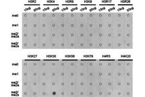 Dot-blot analysis of all sorts of methylation peptides using H3K36me3antibody.