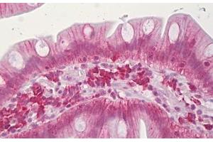 Anti-CLDN3 / Claudin 3 antibody IHC staining of human small intestine. (Claudin 3 抗体  (AA 171-220))