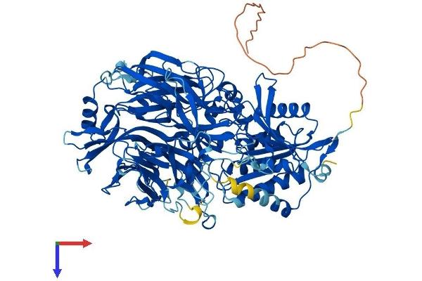 DPP8 Protein (AA 1-898) (His tag)