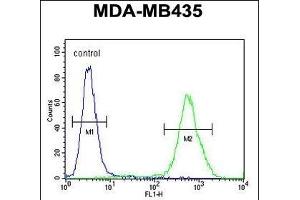 DEM1 Antibody (Center) (ABIN654435 and ABIN2844171) flow cytometric analysis of MDA-M cells (right histogram) compared to a negative control cell (left histogram). (EXO5 抗体  (AA 166-193))