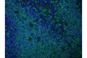 Immunofluorescence of anti rat IgG antibody Tissue: Normal mouse spleen Fixation: methanol frozen Antigen retrieval: user optimized Primary antibody: AbD Serotec's Rat anti-mouse CD3 antibody (KT3 clone). (山羊 anti-大鼠 IgG (Heavy & Light Chain) Antibody (Atto 488) - Preadsorbed)