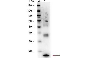 Western Blot of Mouse TNFα Antibody. (TNF alpha 抗体)