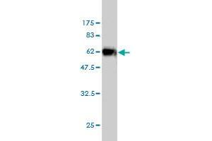 Western Blot detection against Immunogen (56. (ICOSLG 抗体  (AA 20-302))