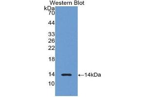 Western Blotting (WB) image for anti-Luteinizing Hormone beta Polypeptide (LHB) (AA 21-141) antibody (ABIN1078298) (LHB 抗体  (AA 21-141))