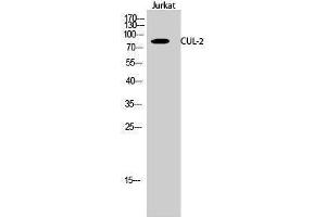 Western Blotting (WB) image for anti-Cullin 2 (CUL2) (C-Term) antibody (ABIN3184130) (Cullin 2 抗体  (C-Term))