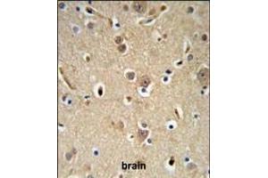 NEDD4 Antibody (C-term) (ABIN653889 and ABIN2843135) IHC analysis in formalin fixed and paraffin embedded brain tissue followed by peroxidase conjugation of the secondary antibody and DAB staining. (NEDD4 抗体  (C-Term))