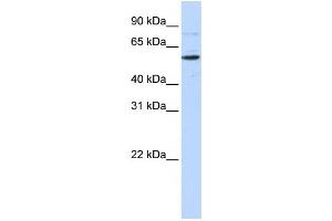 Western Blotting (WB) image for anti-CDP-Diacylglycerol Synthase (Phosphatidate Cytidylyltransferase) 1 (CDS1) antibody (ABIN2458915) (CDS1 抗体)