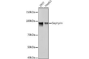 Western blot analysis of extracts of various cell lines, using Gephyrin Rabbit mAb (ABIN7267375) at 1:1000 dilution. (Gephyrin 抗体)